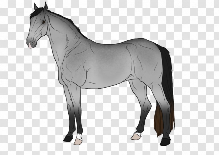 Mustang Stallion Foal Mare Colt - Horse Tack - Grey Transparent PNG