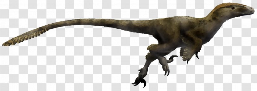 Utahraptor Velociraptor Dromaeosaurus Tyrannosaurus Deinonychus - Dromaeosaurids - Troodon Transparent PNG