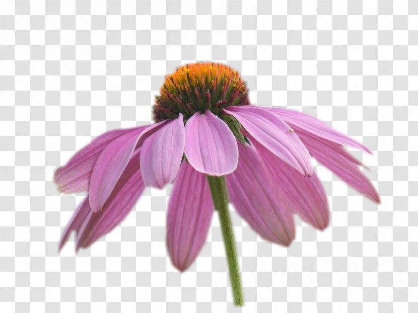 Coneflower Petal - Violet - Eed Transparent PNG