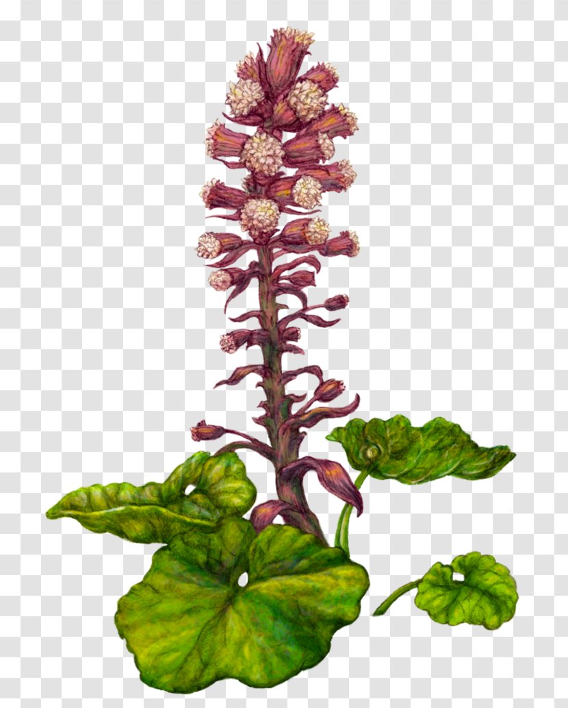 Fuki Petasites Hybridus Botanical Illustration Rhizome Plant - Flower Transparent PNG
