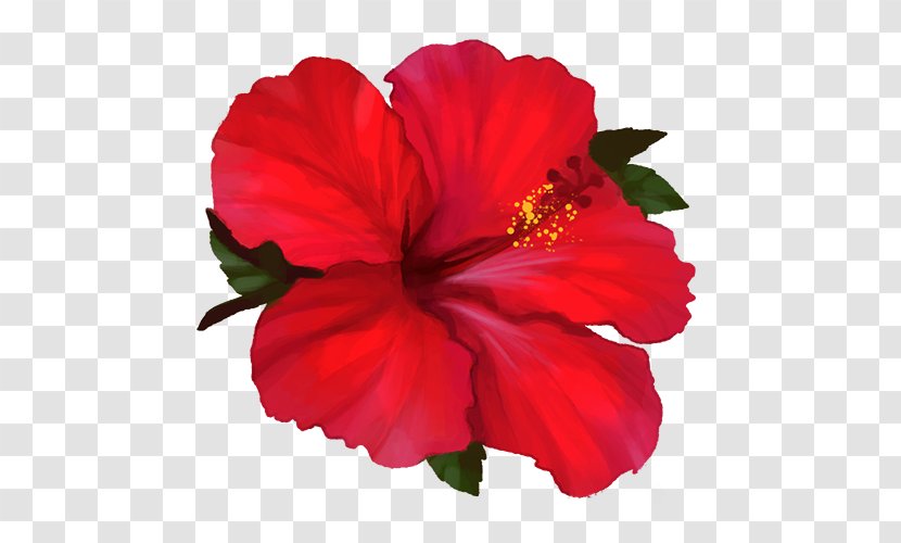 Shoeblackplant Four O'clocks Marvel-of-peru Annual Plant Herbaceous - Flowering - Hibiscus Drawing Transparent PNG