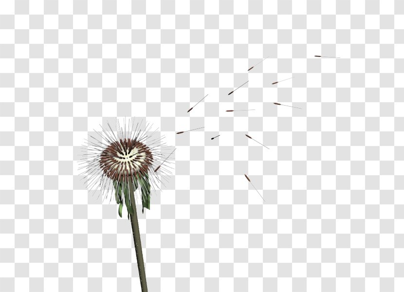 Flower Petal Plant Stem Desktop Wallpaper Close-up - Sky - Dandelion Transparent PNG
