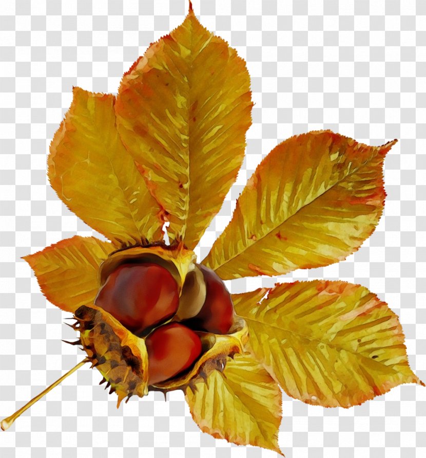 Horse Chestnut Tree - Deciduous Common Transparent PNG