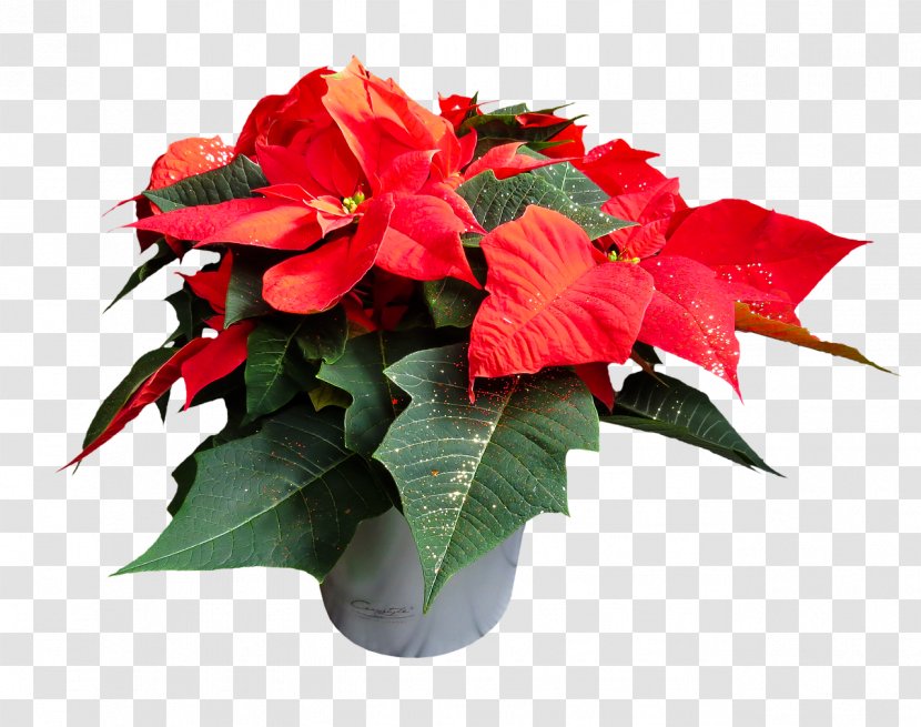 Poinsettia Clip Art Image Resolution - Flowering Plant Transparent PNG