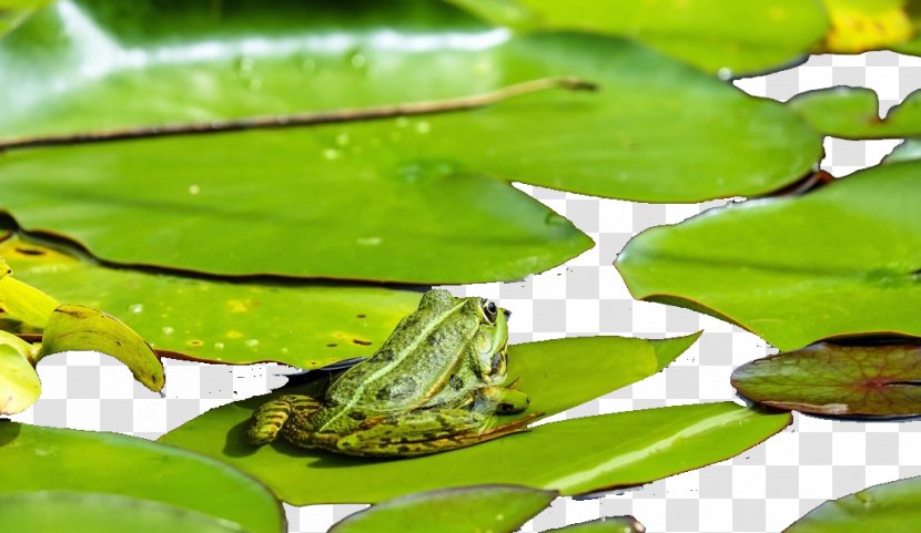 Frog Lithobates Clamitans Amphibian Toad Wallpaper Transparent PNG
