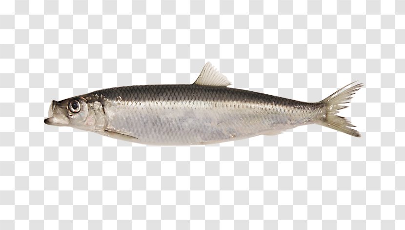 Fish Cartoon - Sardine - Carp Seafood Transparent PNG