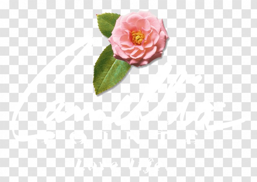 Cabbage Rose Garden Roses Petal Cut Flowers Pink M - Family - Point Blank Logo Transparent PNG