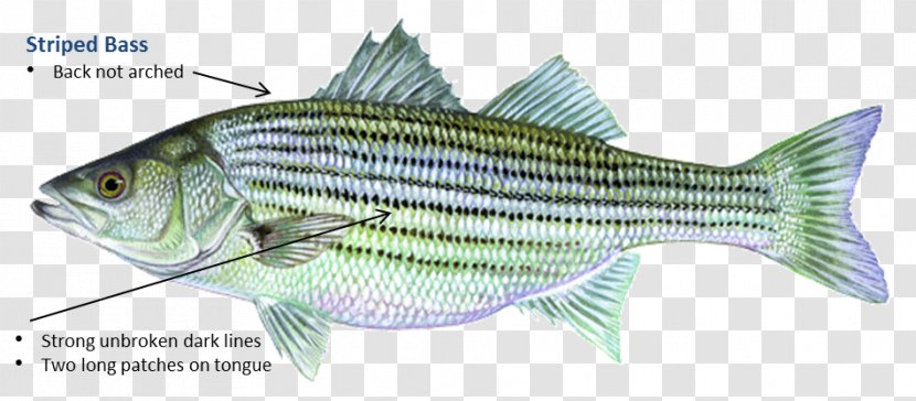 Fish Products Barramundi Perch Oily Transparent PNG
