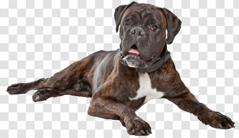 Boxer Dog Breed Old English Bulldog Valley Bullmastiff - Bedroom Floor Transparent PNG