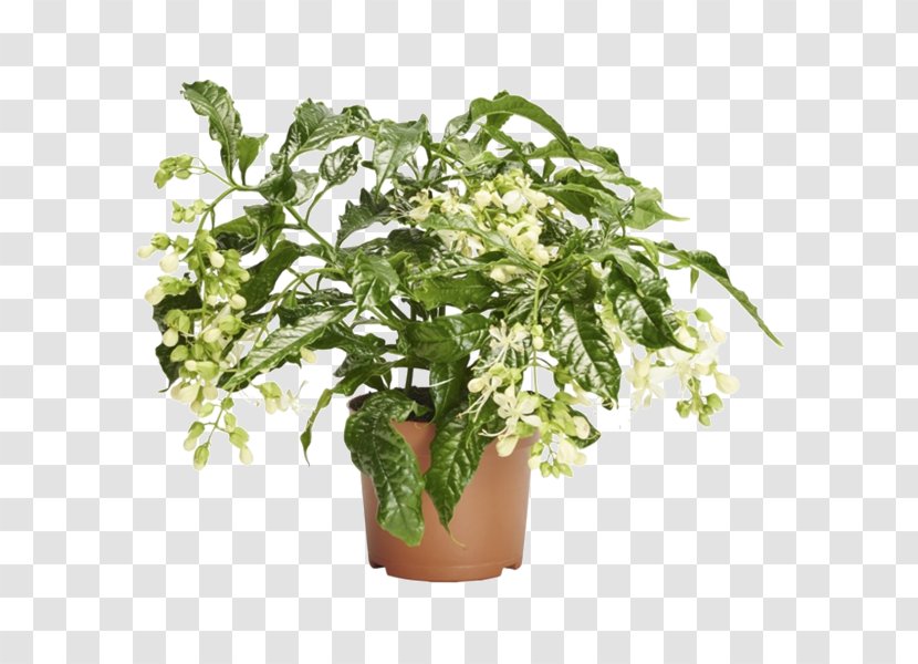Flowerpot Herb Houseplant Tree - Flower Transparent PNG