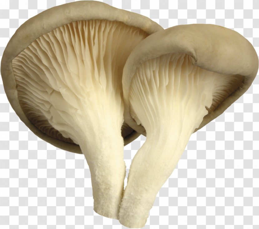 Oyster Mushroom Edible Common - Pleurotus Eryngii Transparent PNG