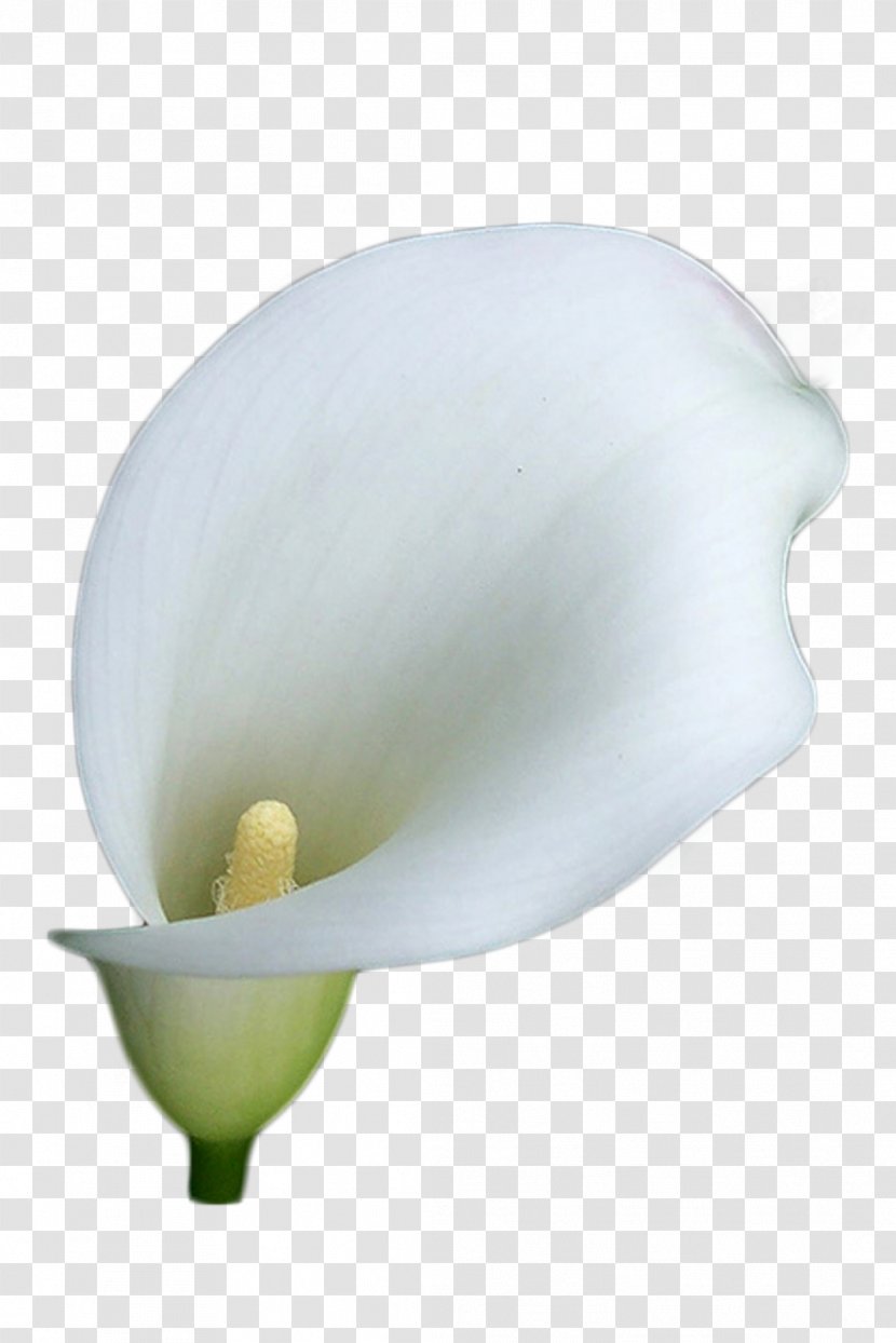 Arum-lily Flower Lilium Clip Art - Arumlily - Flor Transparent PNG