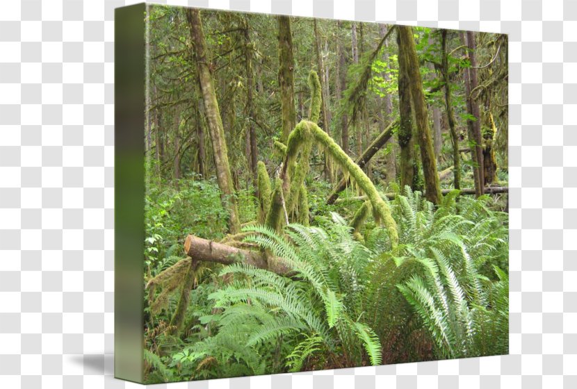 Tropical And Subtropical Coniferous Forests Fern Temperate Forest Rainforest Moist Broadleaf - Grass Transparent PNG
