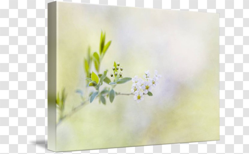 Still Life Photography Watercolor Painting Floral Design Picture Frames - Flower Transparent PNG