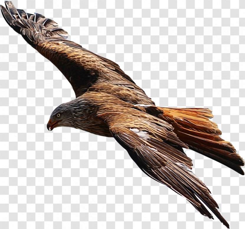 Swallow Bird - Beak - Tail Feather Transparent PNG