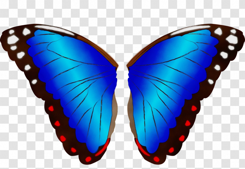 Butterflies Insect Insect Wing Blues Wing Transparent PNG