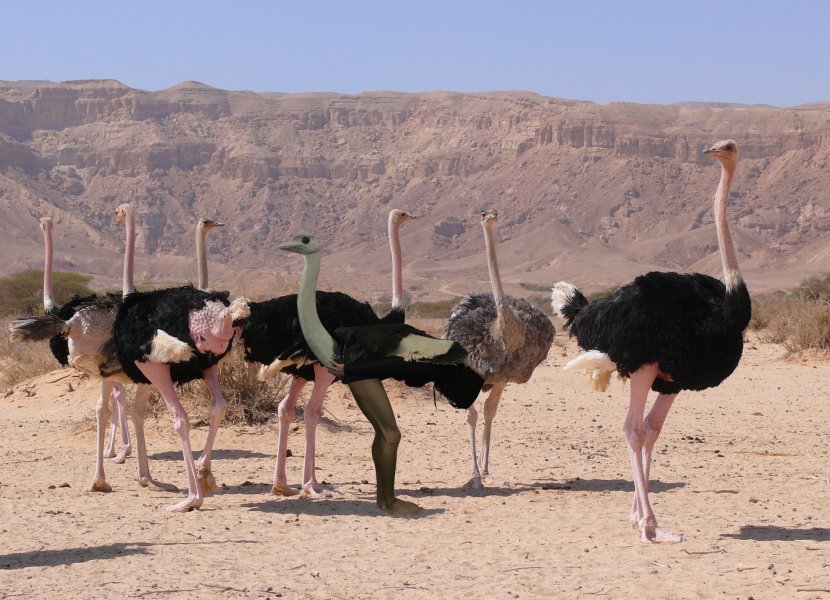 Common Ostrich Aepyornis Struthioniformes Ratite Animal Transparent PNG