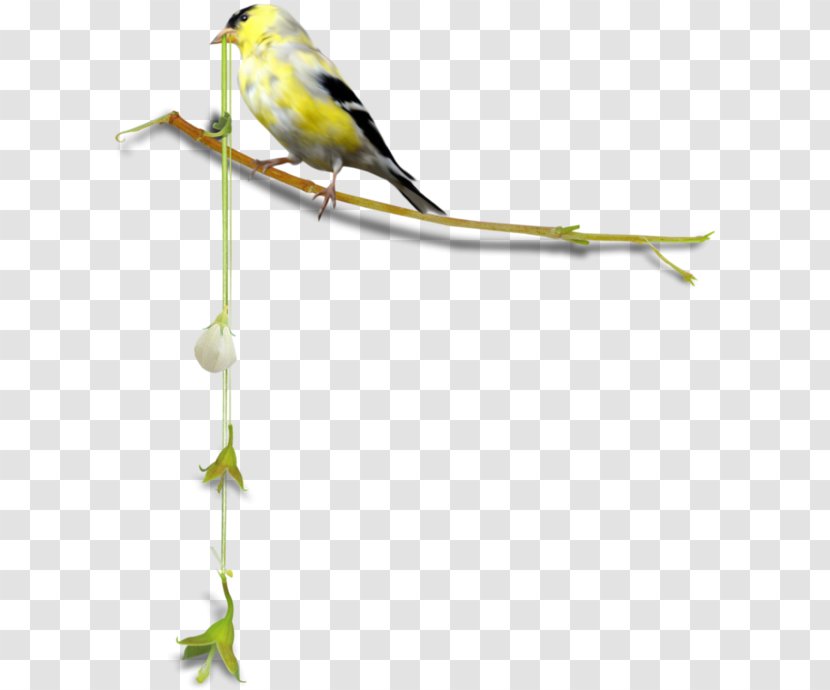 Finches Bird Parrot Centerblog - Organism - Ski Facility Transparent PNG