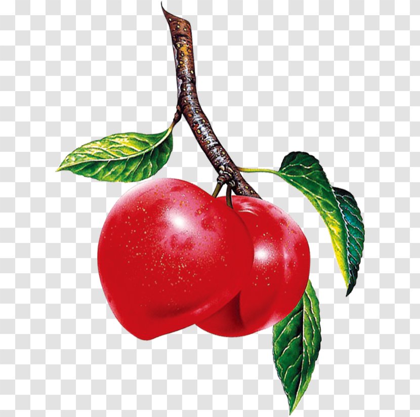 Barbados Cherry Berry Fruit Apple - Malpighia Transparent PNG