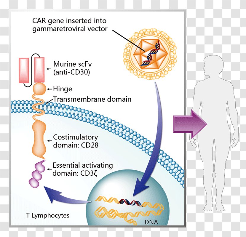 Chimeric Antigen Receptor Axicabtagene Ciloleucel Tisagenlecleucel Therapy Cancer - Tree - Gamma Globulin Transparent PNG