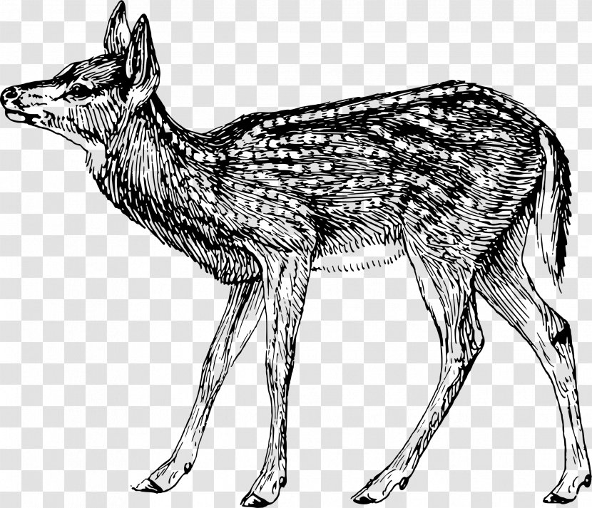 Coyote Musk Deer Red Fox Canidae - Carnivora Transparent PNG