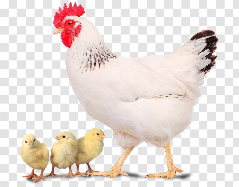 Delaware Chicken Broiler New Hampshire Plymouth Rock Poultry - Urban - Egg Transparent PNG