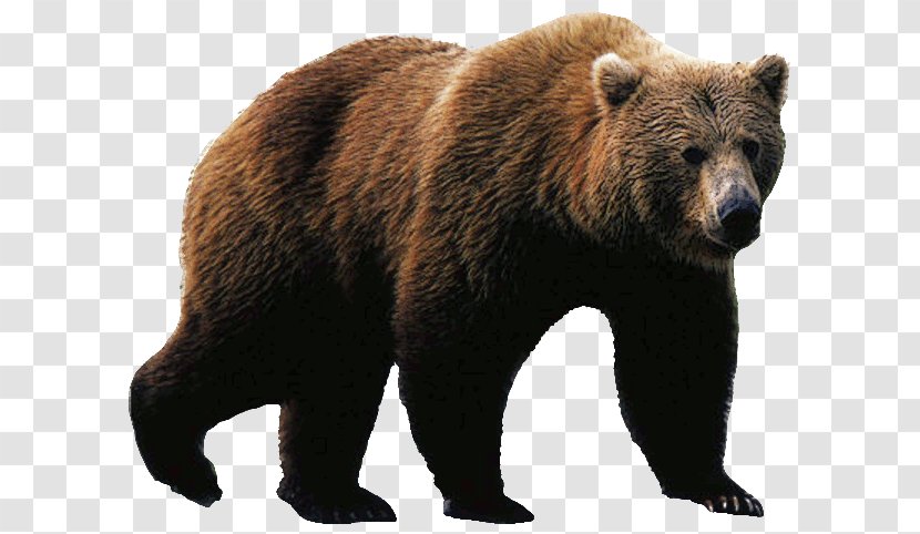 Polar Bear Brown American Black Grizzly - Tree - Angry Transparent PNG