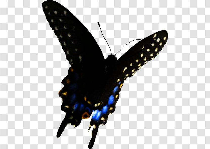 Butterfly Black And White - Pipevine Swallowtail - Animal Figure Brushfooted Transparent PNG