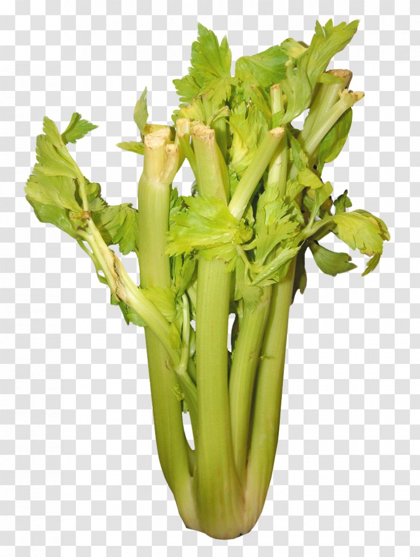 Celery Weight Loss Vegetable Transparent PNG