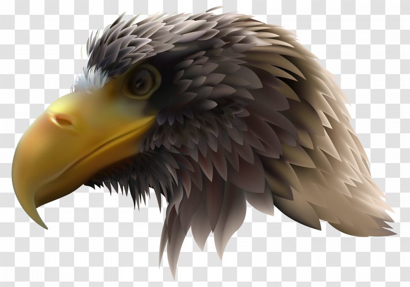 Bald Eagle Royalty-free Illustration - Close Up Transparent PNG