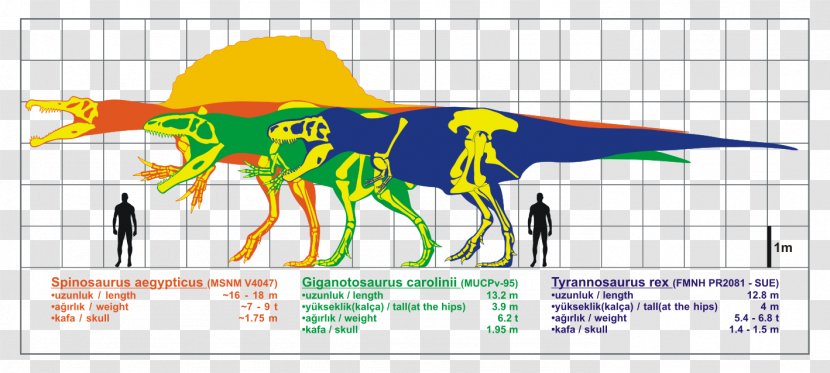 Giganotosaurus Spinosaurus Carcharodontosaurus Allosaurus Baryonyx - Dinosaur - Carnivore Transparent PNG
