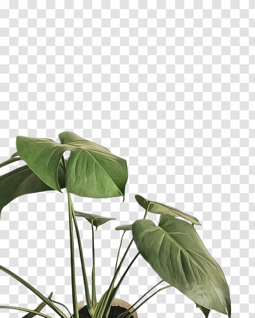Green Leaf Background - Simple - Arum Family Alismatales Transparent PNG