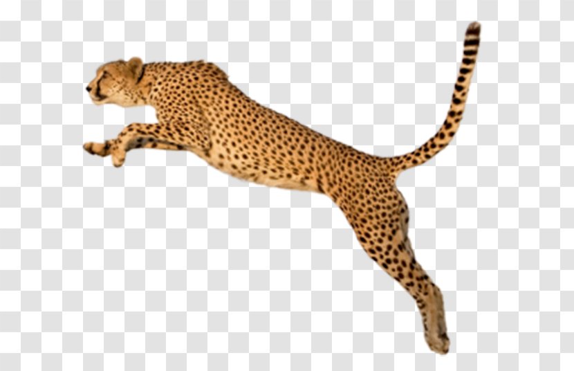 King Cheetah Felinae Clip Art - Fauna - Jump Leopard Transparent PNG