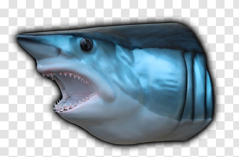 Tiger Shark Isurus Oxyrinchus Blue Hammerhead - Marine Biology Transparent PNG