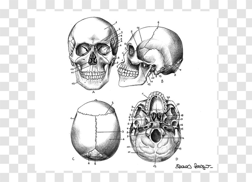 Nose Homo Sapiens Sketch - Heart Transparent PNG