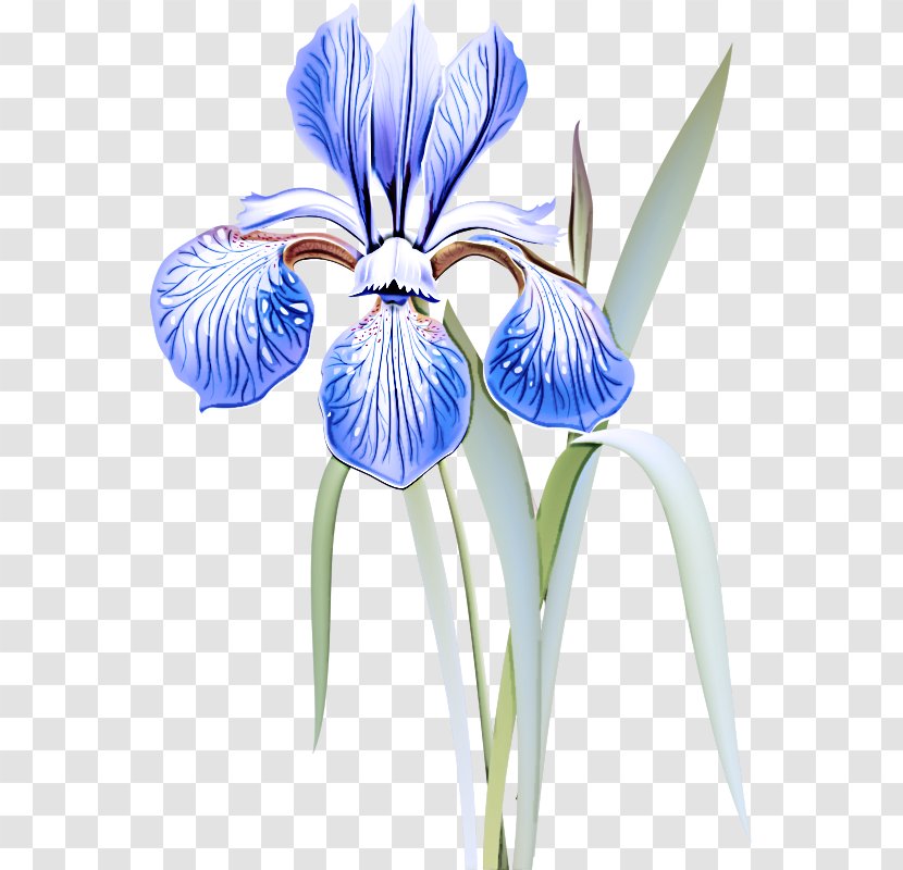 Flower Blue Plant Eye Iris - Petal - Versicolor Transparent PNG