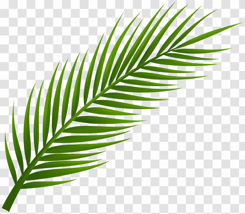 Arecaceae Leaf Palm Branch Clip Art - Plant Stem - Cliparts Transparent PNG