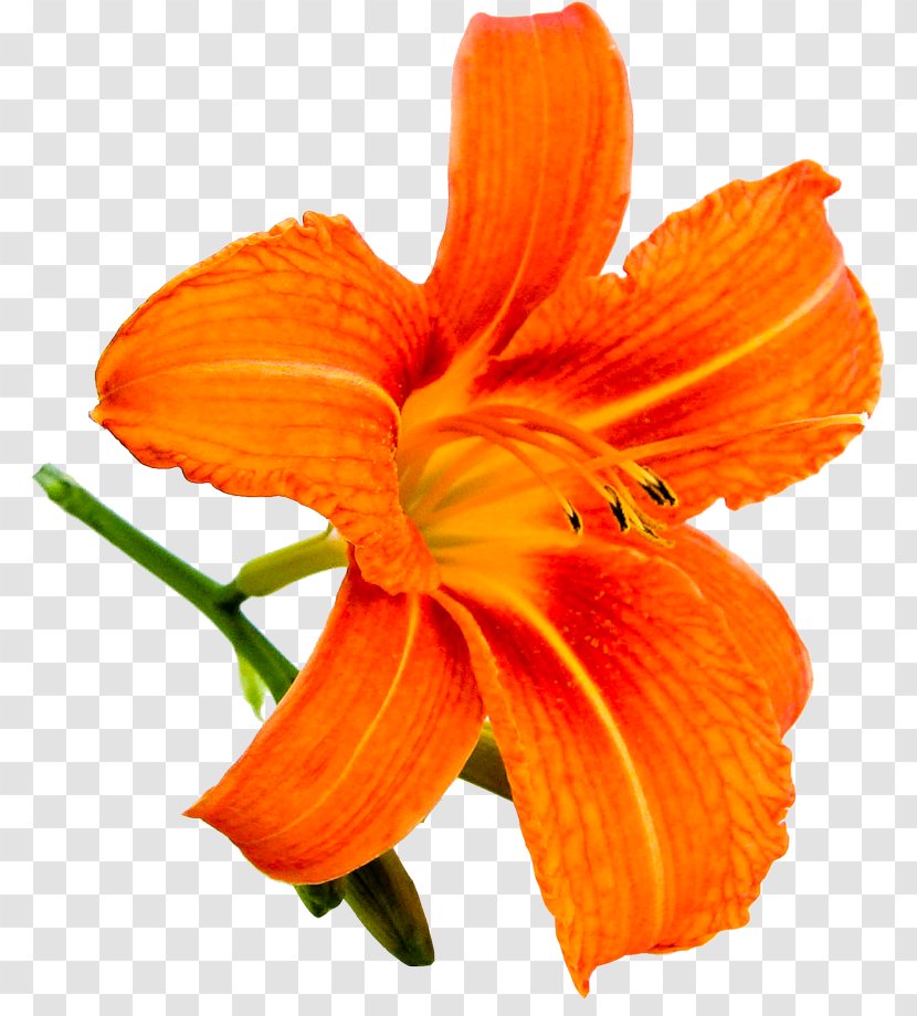 Orange Lily Yellow Daylily Transparent PNG