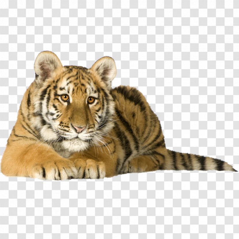 Siberian Tiger Kitten Cat Bengal Felidae Transparent PNG