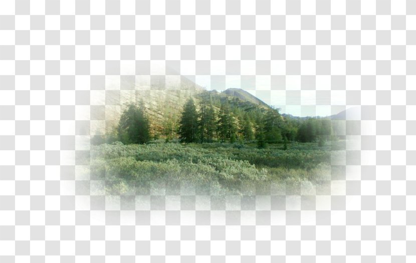 Water Resources Ecosystem Forest Land Lot Tree - Trident Transparent PNG
