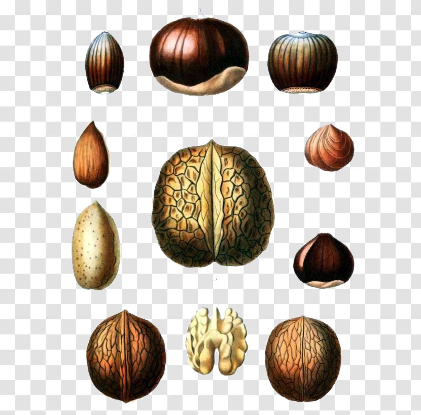 Walnut Botanical Illustration Fruit - Brazil Nut - Jujube Peanuts Transparent PNG