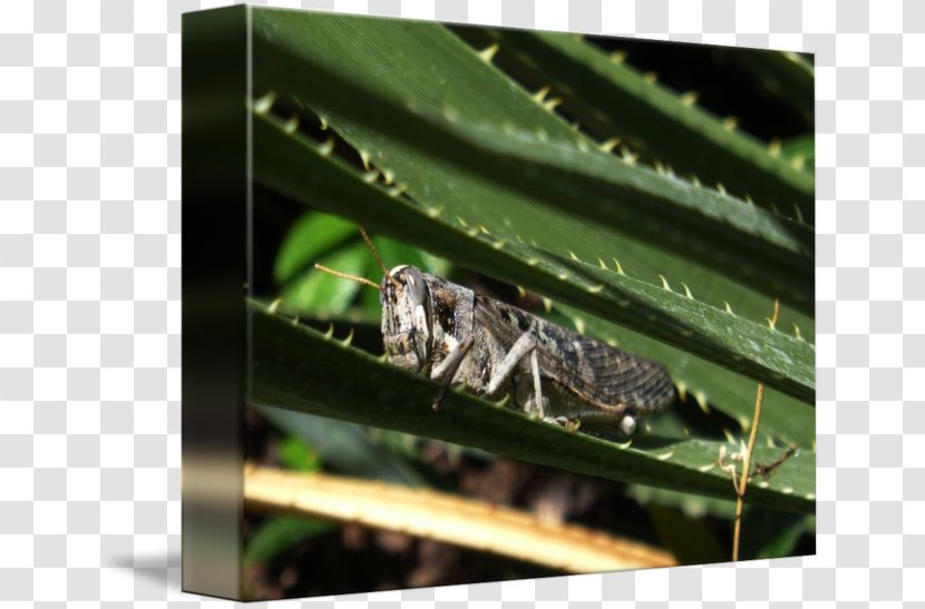Grasshopper Insect Fauna Cricket Pest Transparent PNG