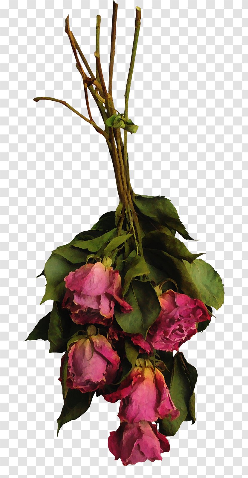 Floral Design Cut Flowers Rose Flower Bouquet - Floristry - Dried Transparent PNG