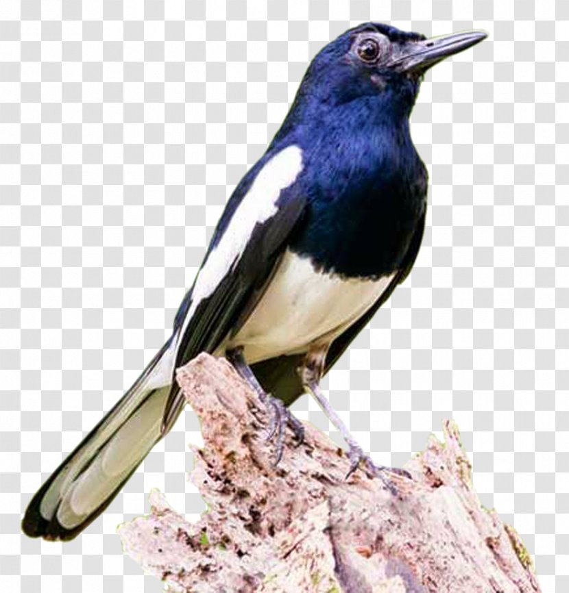 Eurasian Magpie Bird Oriental Magpie-robin Magpie-robins Racing Homer - Crow Like Transparent PNG