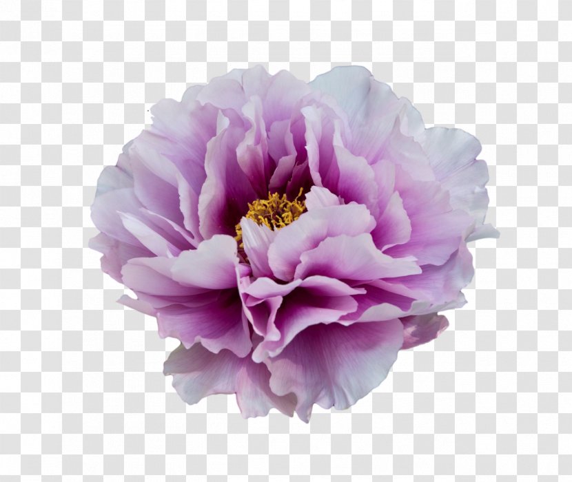 Moutan Peony Flower Clip Art - Rosa Centifolia Transparent PNG