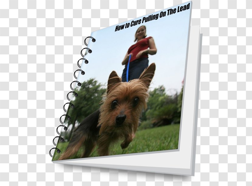 Australian Terrier Silky Norwich Yorkshire Cairn - Norfolk - Dog Lead Transparent PNG