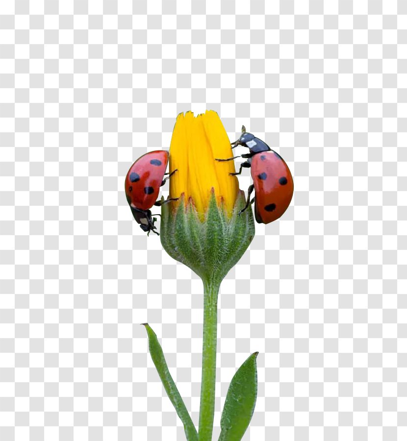 Petal Lady Bird - Flower - Two Ladybug With Flowers Transparent PNG
