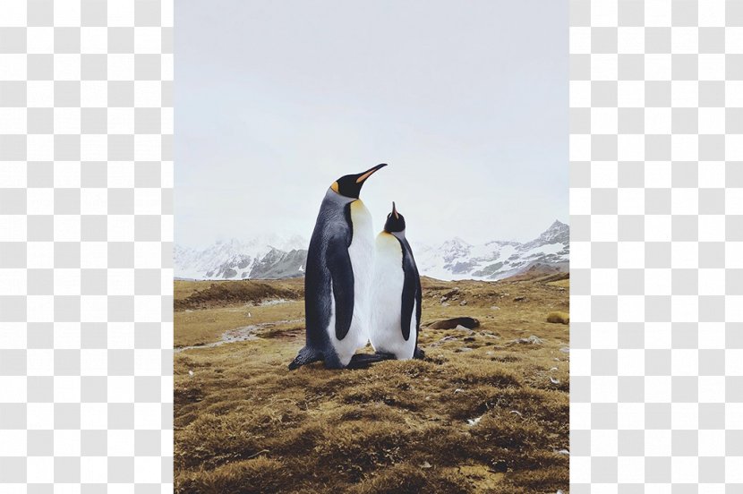 King Penguin - Bird Transparent PNG