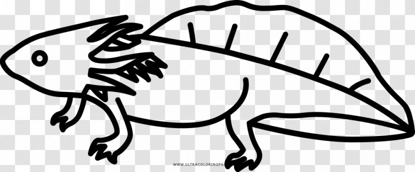 Mole Cartoon - Drawing - Blackandwhite Salamander Transparent PNG
