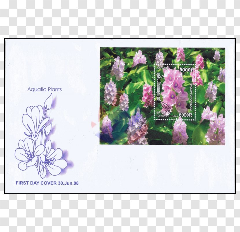 Postage Stamps Lavender Flora Flower - Bulletin Board - Alternanthera Reineckii Transparent PNG